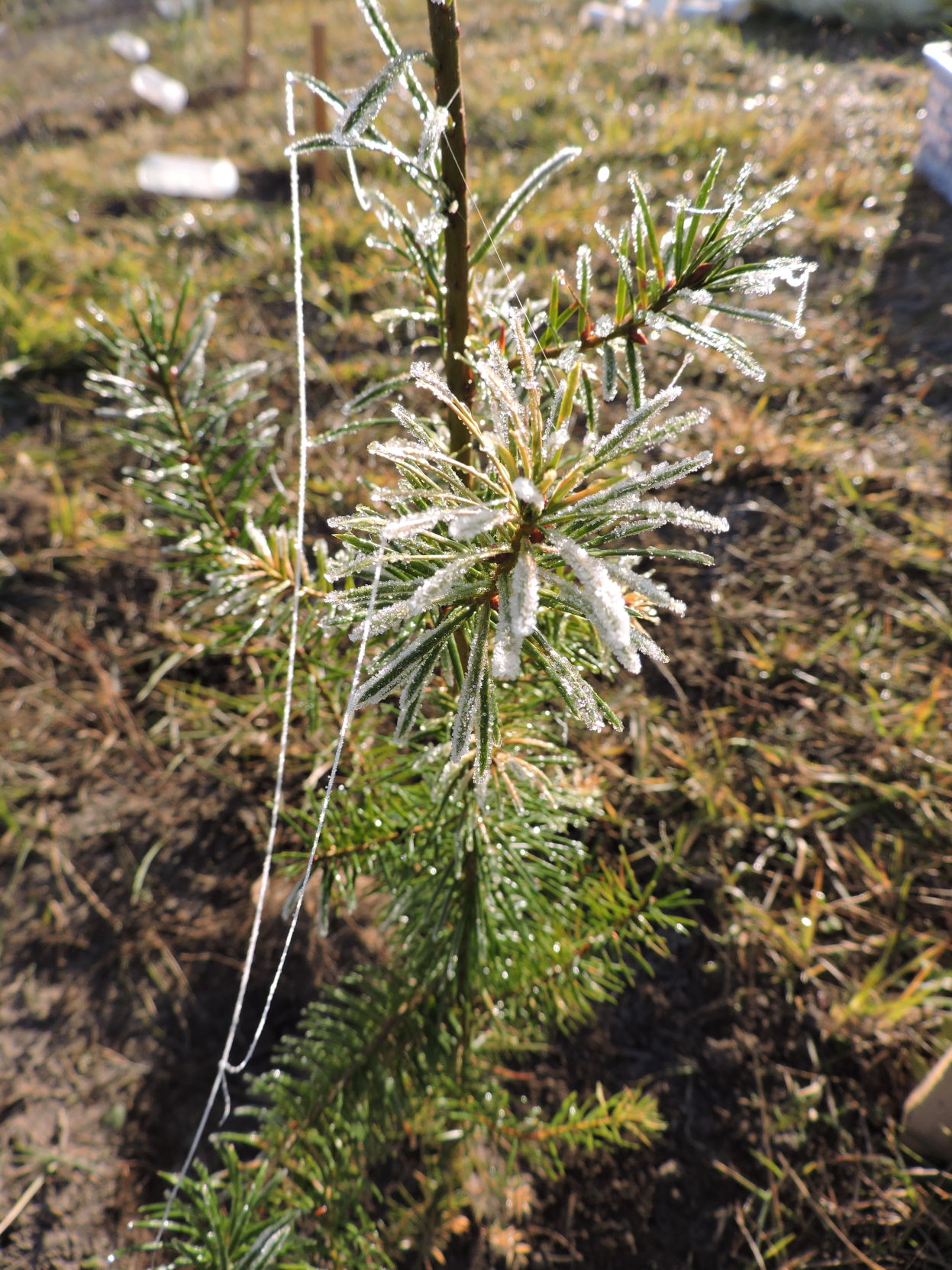 12 Icy needles and spider lines on this Douglas fir.JPG